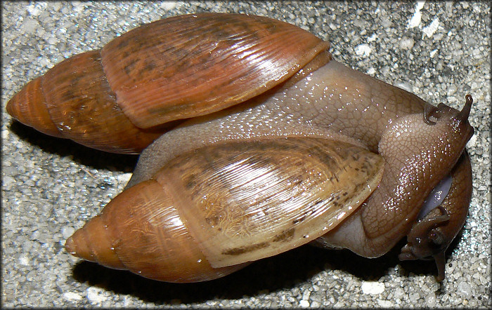 Euglandina rosea (Frussac, 1821) Mating