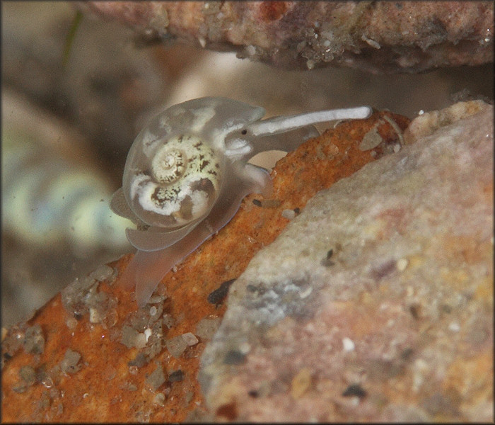 Vitrinella canaliculata Rubio, Fernndez-Garcs, and Roln, 2011