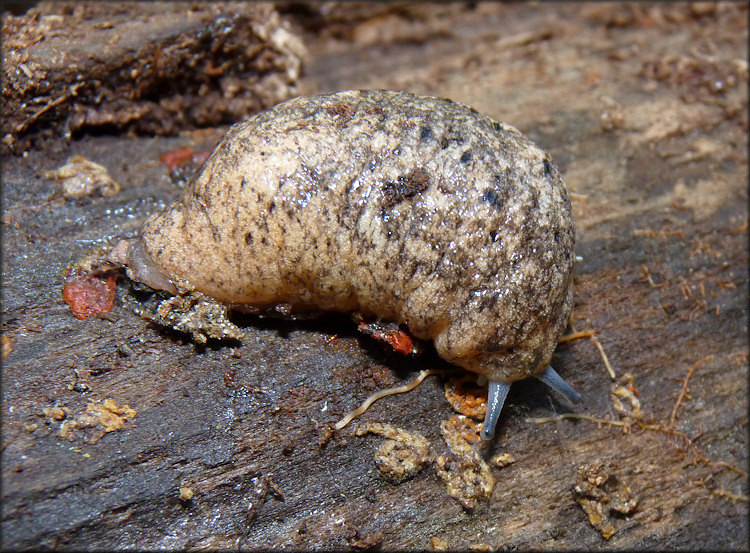 Philomycus carolinianus (Bosc, 1802)