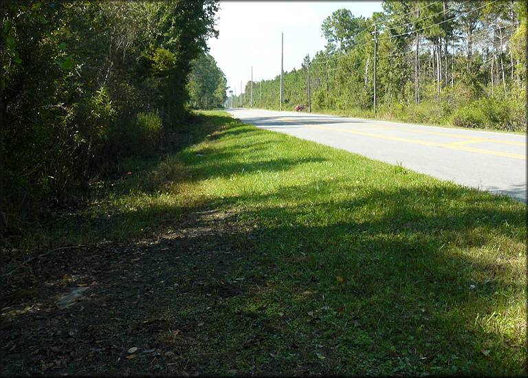 Daedalochila auriculata habitat looking west toward St. Marks Pond Boulevard (10/9/2009)