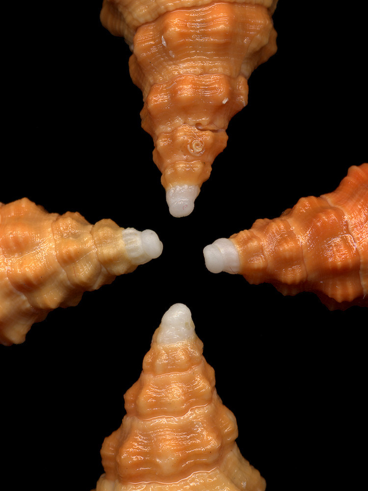 Triplofusus giganteus (Kiener, 1840) Protoconchs Of Juvenile Specimens