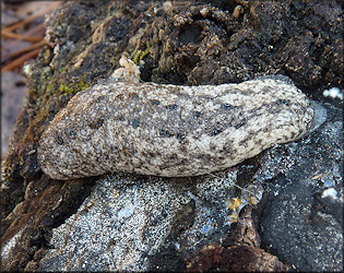 Philomycus carolinianus (Bosc, 1802) In Situ