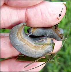 Belocaulus angustipes (Heynemann, 1885) Black-velvet Leatherleaf Mating