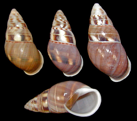 Amphidromus filozonatus von Martens, 1867