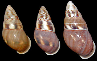 Amphidromus filozonatus von Martens, 1867