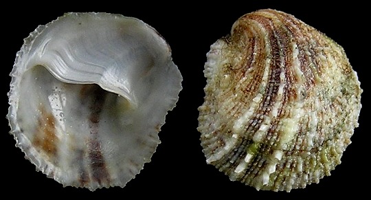 Bostrycapulus aculeatus (Gmelin, 1791) Spiny Slippersnail