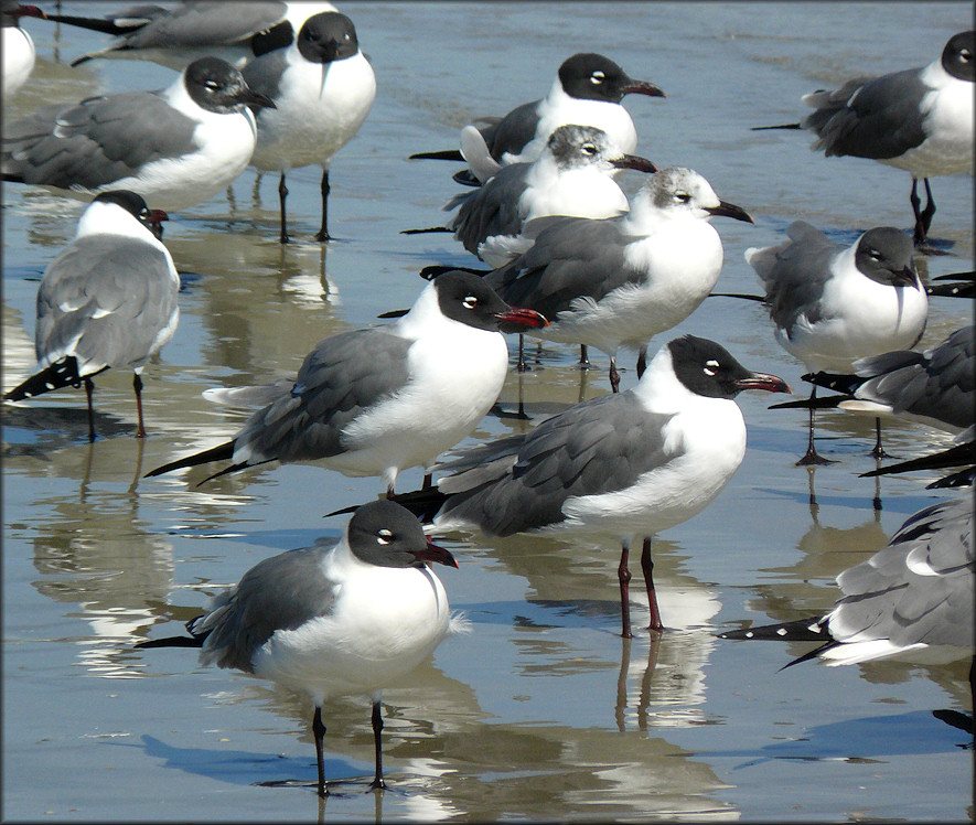 Larus atricilla Laughing Gull