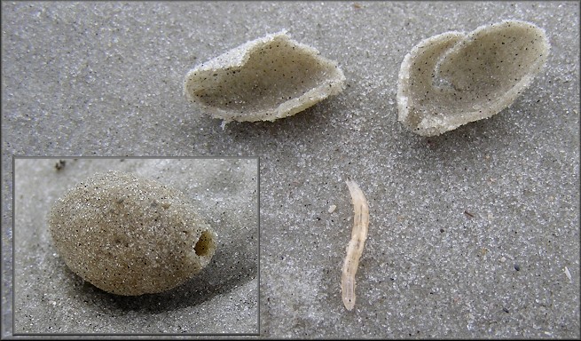 Hypocharassus pruinosus | Marine Fly Sand Case And Pupae