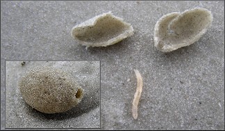 Hypocharassus pruinosus | Marine Fly Sand Case & Pupae