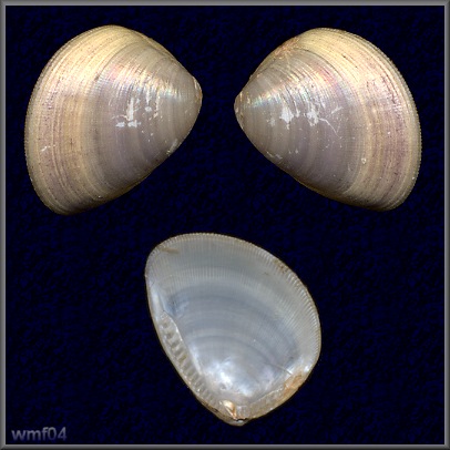 Nucula proxima Say, 1822 Atlantic Nutclam