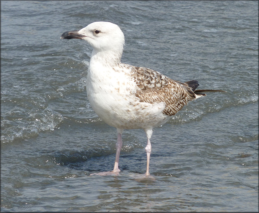 Herring Gull Larus argentatus