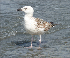 Herring Gull Larus argentatus