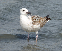 Herring Gull Larus argentatus