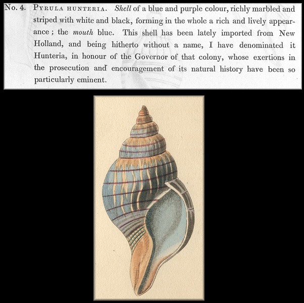 Cintura hunteria (G. Perry, 1811) Original Description | Illustration