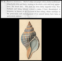 Cinctura hunteria (G. Perry, 1811) Original Description | Illustration