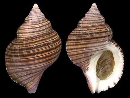 Argobuccinum pustulosum tumidum (Dunker, 1862)