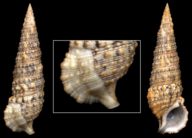 Cerithium atratum (Born, 1778) Dark Cerith