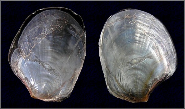 Aplysia fasciata Poiret, 1789 Mottled Seahare Internal Shelle