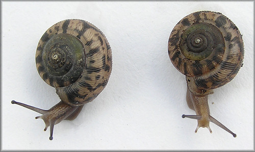 Daedalochila auriculata (Say, 1818) Ocala Liptooth Juveniles