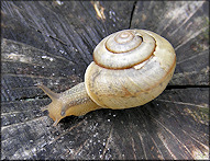 Bradybaena similaris (Frussac, 1821) Asian Tramp Snail