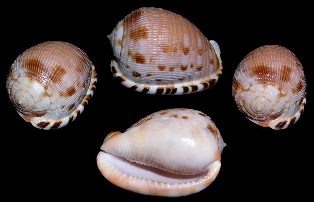 Cypraecassis testiculus (Linnaeus, 1758) Reticulate Cowrie-helmet