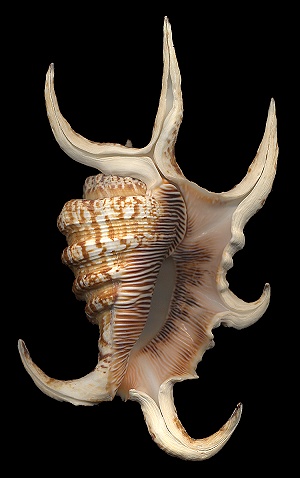 Harpago arthriticus (Röding, 1798)