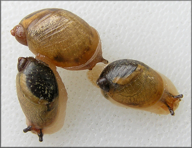 Succinea unicolor Tryon, 1866 Squatty Ambersnail