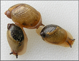 Succinea unicolor Tryon, 1866 Squatty Ambersnail