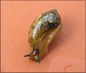 Succinea unicolor Tryon, 1866 Squatty Ambersnail