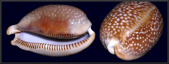 Macrocypraea cervus (Linn, 1771) Atlantic Deer Cowrie