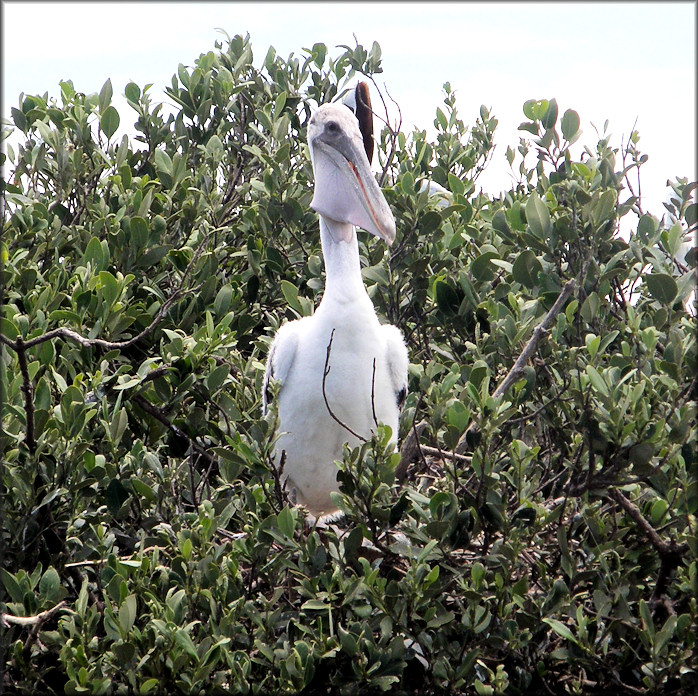 Pelecanus occidentalis Brown Pelican Juvenile