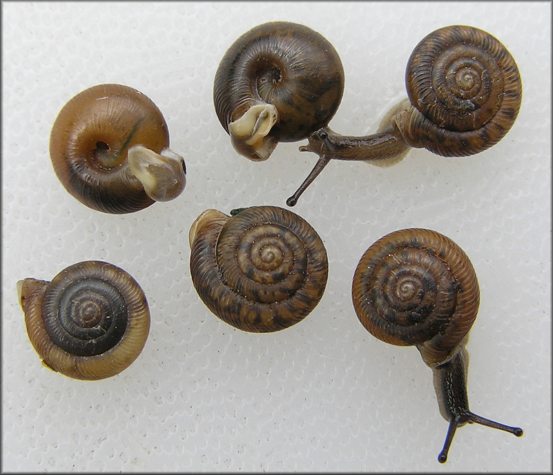 Live Daedalochila peninsulae Shells From Old St. Augustine Road (June-July, 2010)