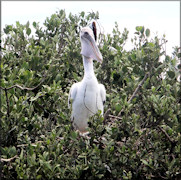 Pelecanus occidentalis Brown Pelican Juvenile