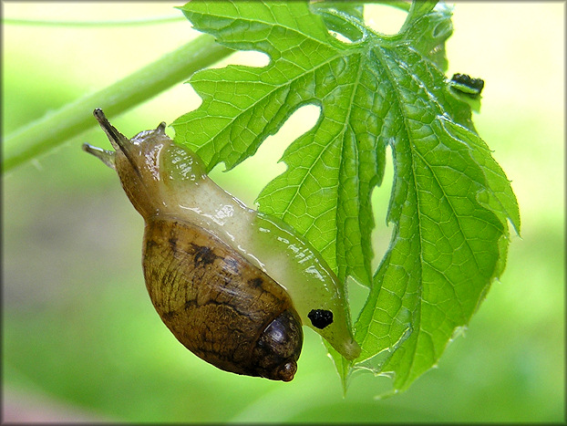 Succinea unicolor Tryon, 1866 Squatty Ambersnail