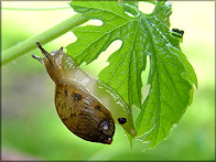 Succinea unicolor Tryon, 1866 Squatty Ambersnail