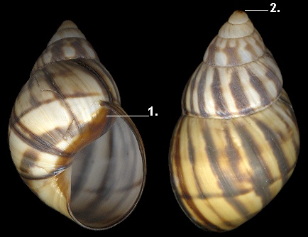 Orthalicus reses nesodryas Pilsbry, 1946 Florida Keys Tree Snail