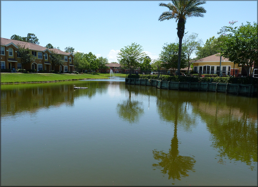 Lake at Country Club Lakes Apartments with modest Pomacea maculata population