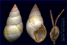 Liguus fasciatus Mller 1774 with epiphragm