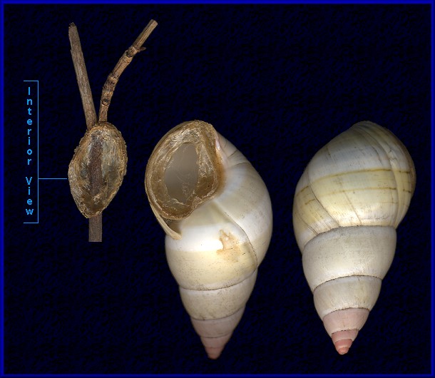 Liguus fasciatus Mller 1774 - Florida Treesnail with epiphragm