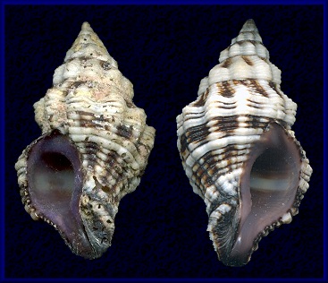 Peristernia castanoleuca Tapparone-Canefri, 1879