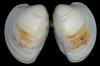 Mercenaria mercenaria  (Linnaeus, 1758) Northern Quahog