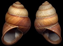 Phoenicobius aratus (G. B. Sowerby II, 1841) Sinistral & Dextral