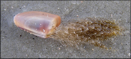 Donax variabilis Say, 1822 with hydroid