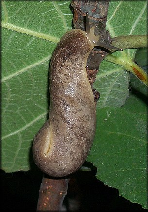 Leidyula floridana (Leidy, 1851) Florida Leatherleaf