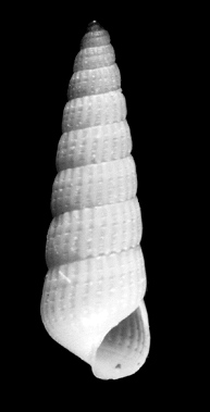 Turbonilla (Pyrgiscus) species B 