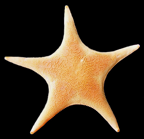 Gephyreaster swifti (Fisher, 1905) Swift's Star