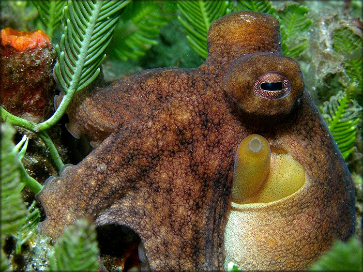 Octopus vulgaris Cuvier, 1797 Common Octopus