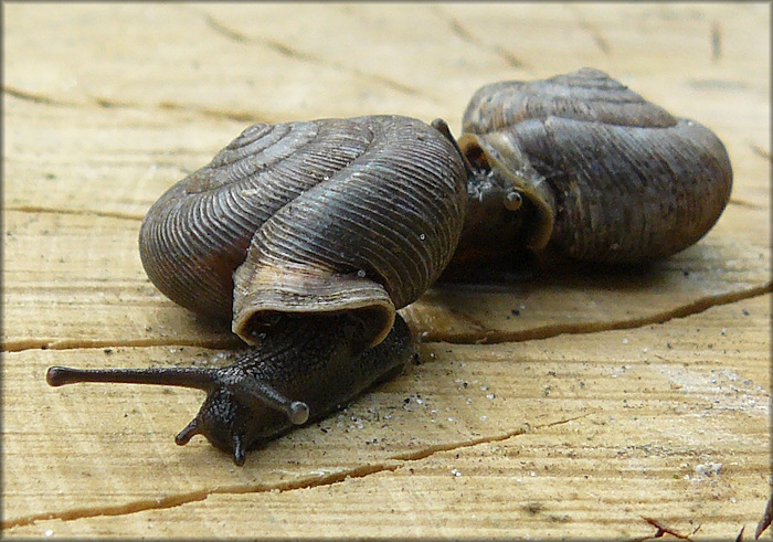 Live Daedalochila auriculata From Along CR 208 East Of Picolata (10/30/2008)