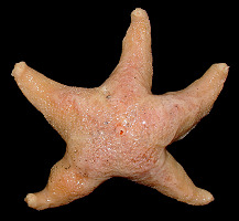 Pteraster militaris (Mller, 1776) "Wrinkled Star"