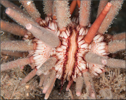 Eucidaris tribuloides Lamarck, 1816 Slate Pencil Urchin